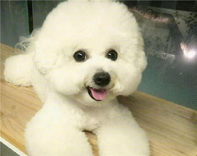 牢记这6点，可以延长比熊犬寿命几年，请收好