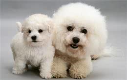 牢记这6点，可以延长比熊犬寿命几年，请收好