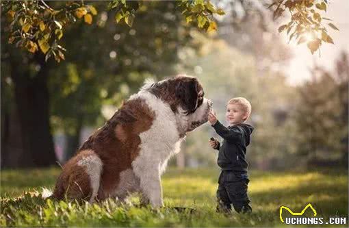 如何用最短的时间让陌生狗狗快速上手—秘籍篇