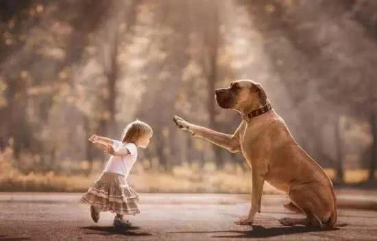 如何用最短的时间让陌生狗狗快速上手—秘籍篇