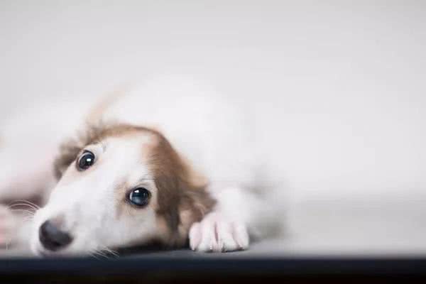 如何用最短的时间让陌生狗狗快速上手—秘籍篇