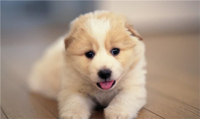 狗狗的二十二个冷知识