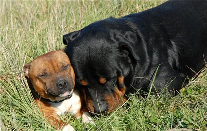 狗狗的二十二个冷知识