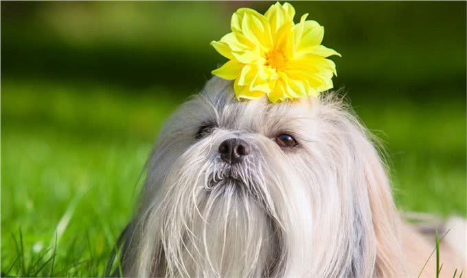 狗狗的二十二个冷知识