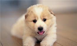 狗狗的二十二个冷知识