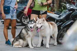 狗狗外出乱吃出现问题?狗狗乱吃是因为异食癖?可以这样做