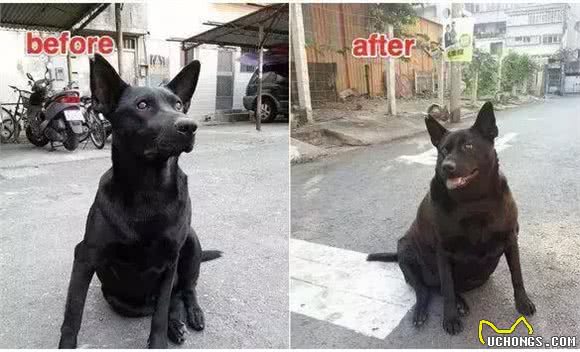 关于狗狗冬季饮食的三个误区,你做错了哪一个?