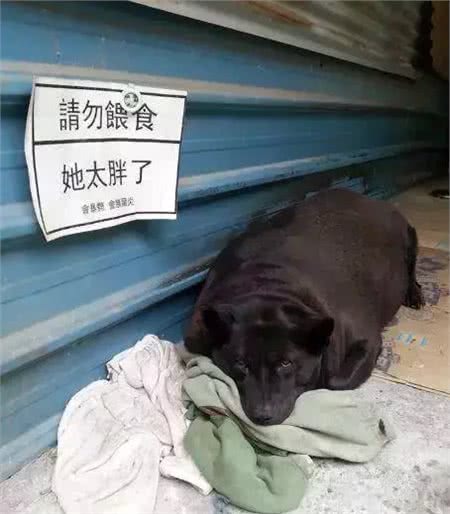 关于狗狗冬季饮食的三个误区,你做错了哪一个?