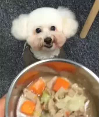 关于狗狗冬季饮食的三个误区,你做错了哪一个?