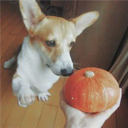 关于狗狗冬季饮食的三个误区，你做错了哪一个?