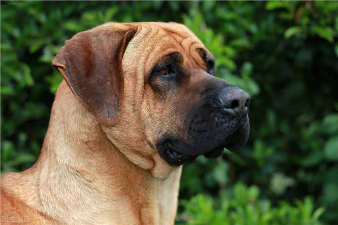 斗狗比赛合法吗?探寻动物打斗与地下赌博产业的利益链条