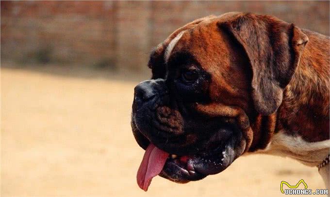 拳师犬战斗力玩爆比特犬，晓勇善战玩赏价值高!