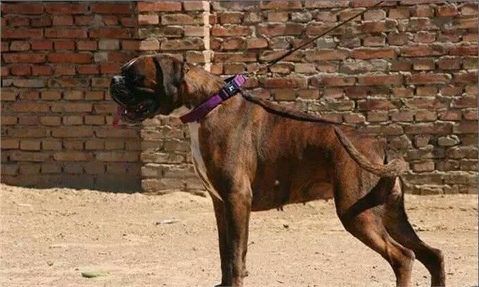 拳师犬战斗力玩爆比特犬，晓勇善战玩赏价值高!