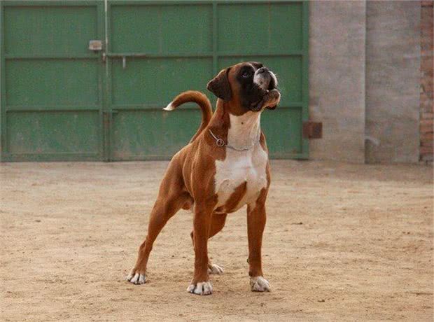 拳师犬战斗力玩爆比特犬，晓勇善战玩赏价值高!