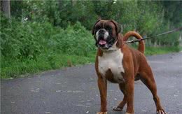 拳师犬战斗力玩爆比特犬，晓勇善战玩赏价值高!