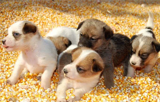 小狗也有目标，更何况人