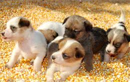 小狗也有目标，更何况人