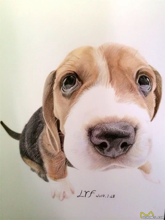 狗狗有哪些内在问题被忽略了?