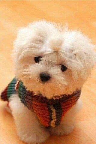 狗狗有哪些内在问题被忽略了?