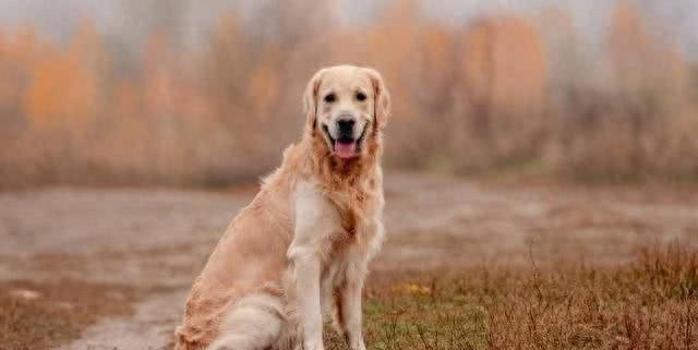 金毛寻回犬：世界犬种智商排行的第四名