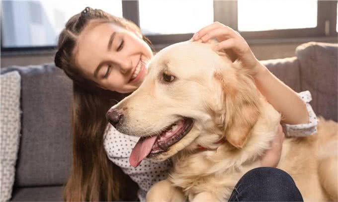 金毛寻回犬：世界犬种智商排行的第四名