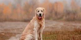 金毛寻回犬：世界犬种智商排行的第四名