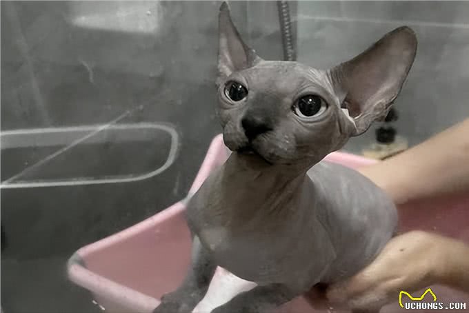 新手养无毛猫指南，这5个基本常识一定要记牢!