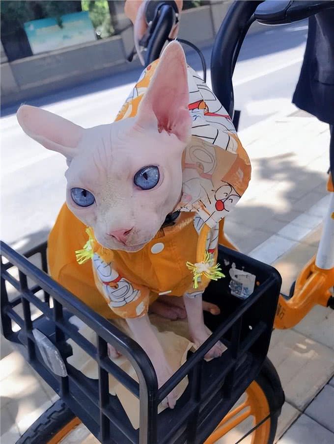 新手养无毛猫指南，这5个基本常识一定要记牢!