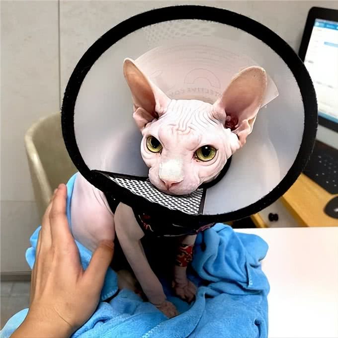 新手养无毛猫指南，这5个基本常识一定要记牢!