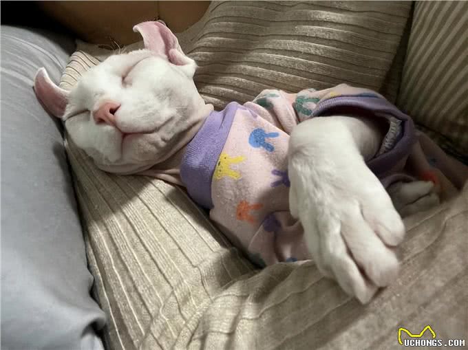 新手养无毛猫指南，这5个基本常识一定要记牢!