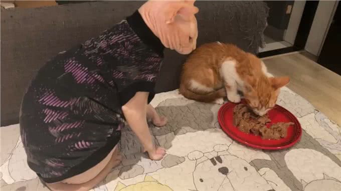 新手养无毛猫指南，这5个基本常识一定要记牢!