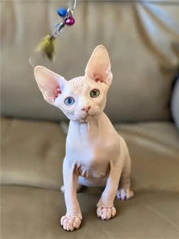 新手养无毛猫指南，这5个基本常识一定要记牢!