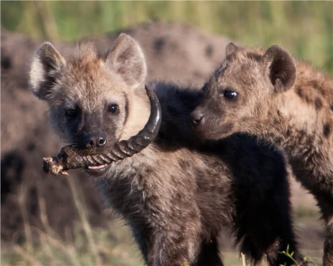 惹人讨厌的非洲斑鬣狗，其实是移动的钙片机，能吃肉、会产钙