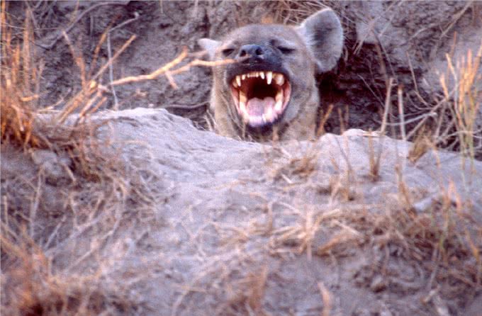 惹人讨厌的非洲斑鬣狗，其实是移动的钙片机，能吃肉、会产钙