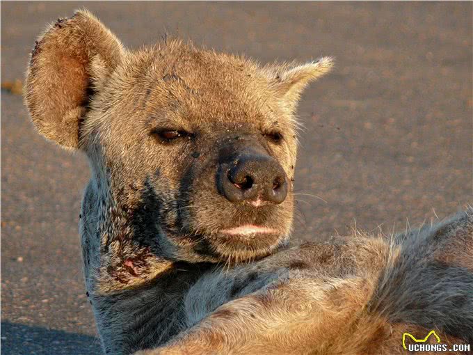 惹人讨厌的非洲斑鬣狗，其实是移动的钙片机，能吃肉、会产钙