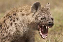 惹人讨厌的非洲斑鬣狗，其实是移动的钙片机，能吃肉、会产钙