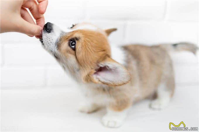 狗狗驱虫药什么牌子好内外都驱