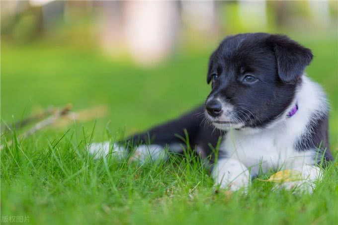 狗狗驱虫药什么牌子好内外都驱