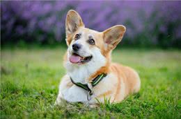 狗狗驱虫药什么牌子好内外都驱