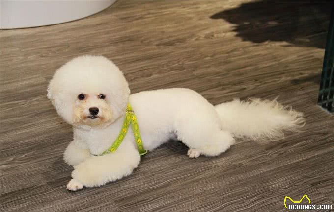 寿命不长的比熊犬，通常有这6个特点，你家狗有吗?