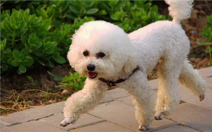 寿命不长的比熊犬,通常有这6个特点,你家狗有吗?