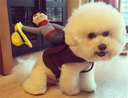 寿命不长的比熊犬，通常有这6个特点，你家狗有吗?