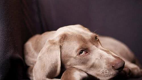 怎样与狗狗相处得更好?怎样训练自家狗子?你知道嘛!