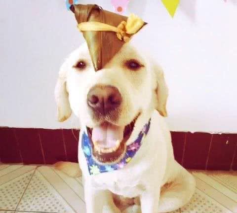 怎样与狗狗相处得更好?怎样训练自家狗子?你知道嘛!