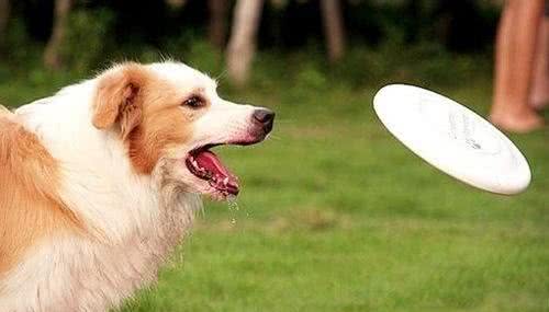 怎样与狗狗相处得更好?怎样训练自家狗子?你知道嘛!