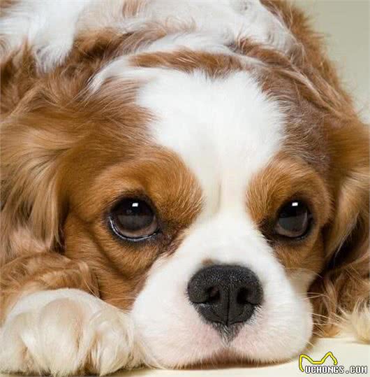 怎样与狗狗相处得更好?怎样训练自家狗子?你知道嘛!