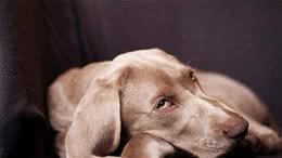 怎样与狗狗相处得更好?怎样训练自家狗子?你知道嘛!