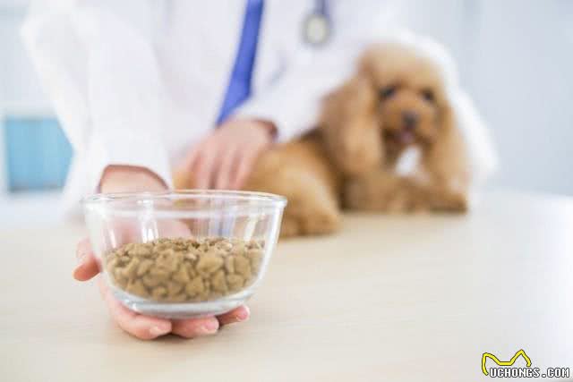 泰迪犬为什么发抖?颤抖的原因和解决方法!