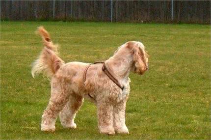 关于狗狗断尾那些事，作为爱狗的主人，有些事你需要知道