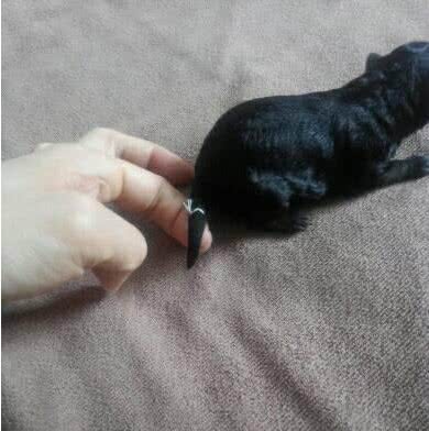 关于狗狗断尾那些事，作为爱狗的主人，有些事你需要知道